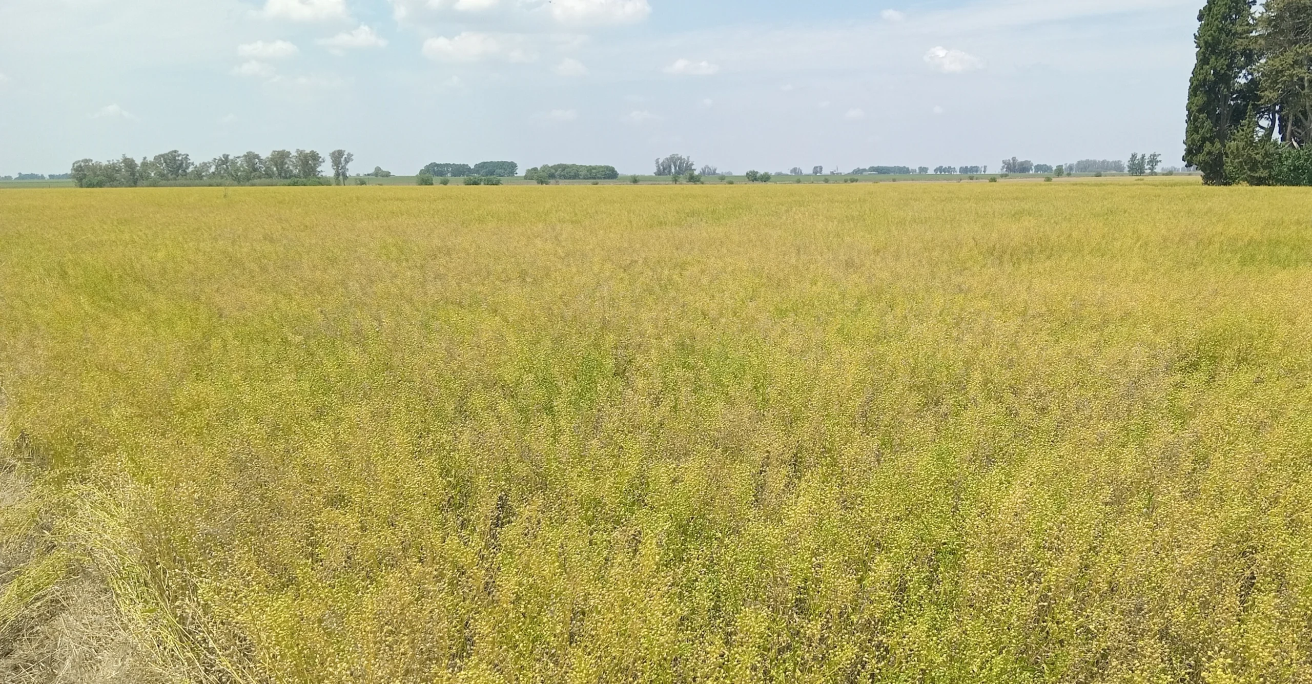 Camelina: Un cultivo de cobertura y a la vez de renta